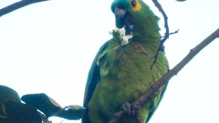 Amazona aestiva