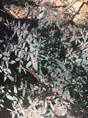 Euphorbia pediculifera