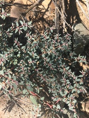 Euphorbia pediculifera