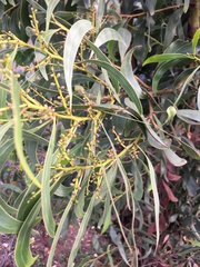 Acacia pycnantha