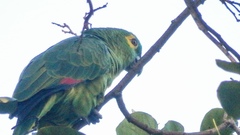 Amazona aestiva