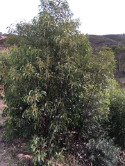 Acacia pycnantha