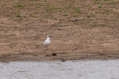 Chroicocephalus cirrocephalus poiocephalus