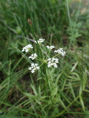 Oenantheae