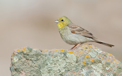 Emberiza cineracea