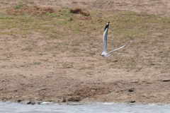 Chroicocephalus cirrocephalus poiocephalus