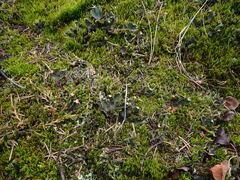 Peltigera malacea