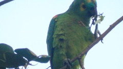 Amazona aestiva