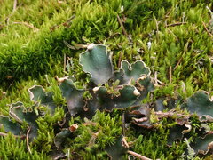 Peltigera malacea
