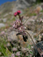 Trifolium saxatile