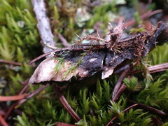 Peltigera malacea