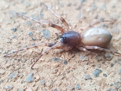 Trachelidae