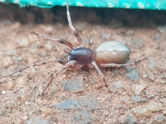 Trachelidae