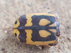 Pachnoda fissipunctum