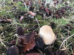 Amanita muscaria