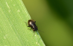 Pachytomella