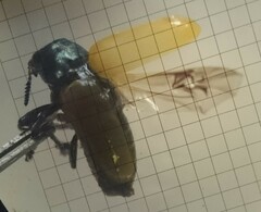 Labidostomis longimana