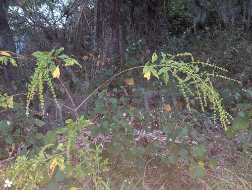 Image of Hyptis verticillata by no rights reserved