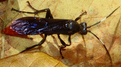 Protichneumon grandis