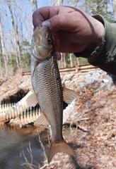 Semotilus corporalis