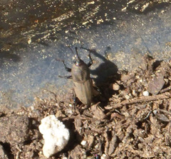Sphenophorus parvulus
