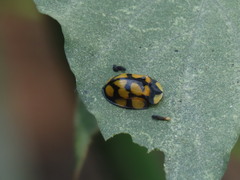 Botanochara sedecimpustulata