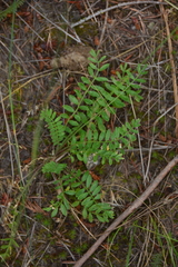Polemonium pulcherrimum