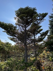 Abies koreana