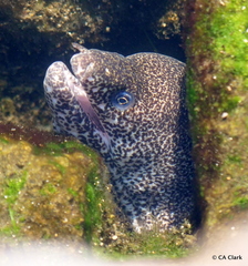 Gymnothorax pictus