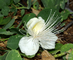 Capparis sandwichiana