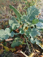 Brassica napus