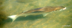 Mugil cephalus