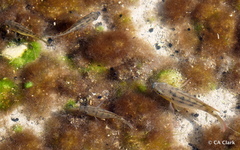 Cichlidae