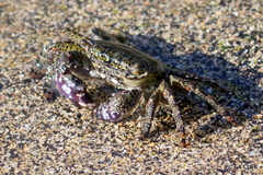 Metopograpsus thukuhar