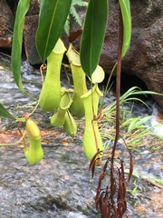 Nepenthes philippinensis