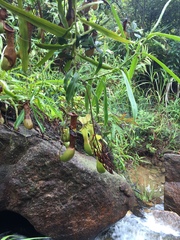 Nepenthes philippinensis
