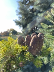 Abies koreana