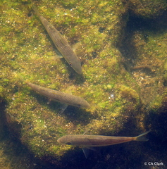 Mulloidichthys flavolineatus