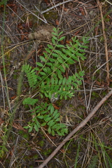 Polemonium pulcherrimum