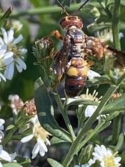 Cerceris bicornuta