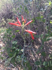 Justicia californica