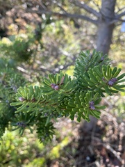 Abies koreana