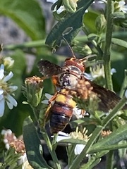 Cerceris bicornuta