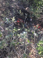 Justicia californica