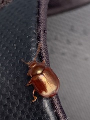 Chrysolina staphylaea