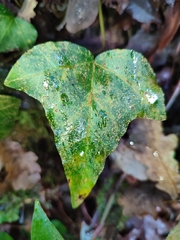 Aspidiotus hedericola