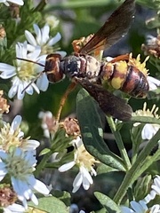 Cerceris bicornuta
