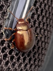 Chrysolina staphylaea