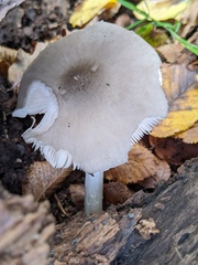 Pluteus salicinus