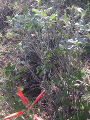 Justicia californica
